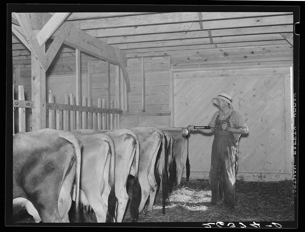 Spraying cattle to kill flies before milking. Wabash Farms, Indiana. Sourced from the Library of Congress.