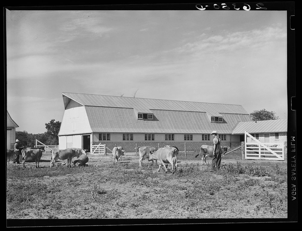 Driving cows into barn for milking. Wabash Farms, Indiana. Sourced from the Library of Congress.