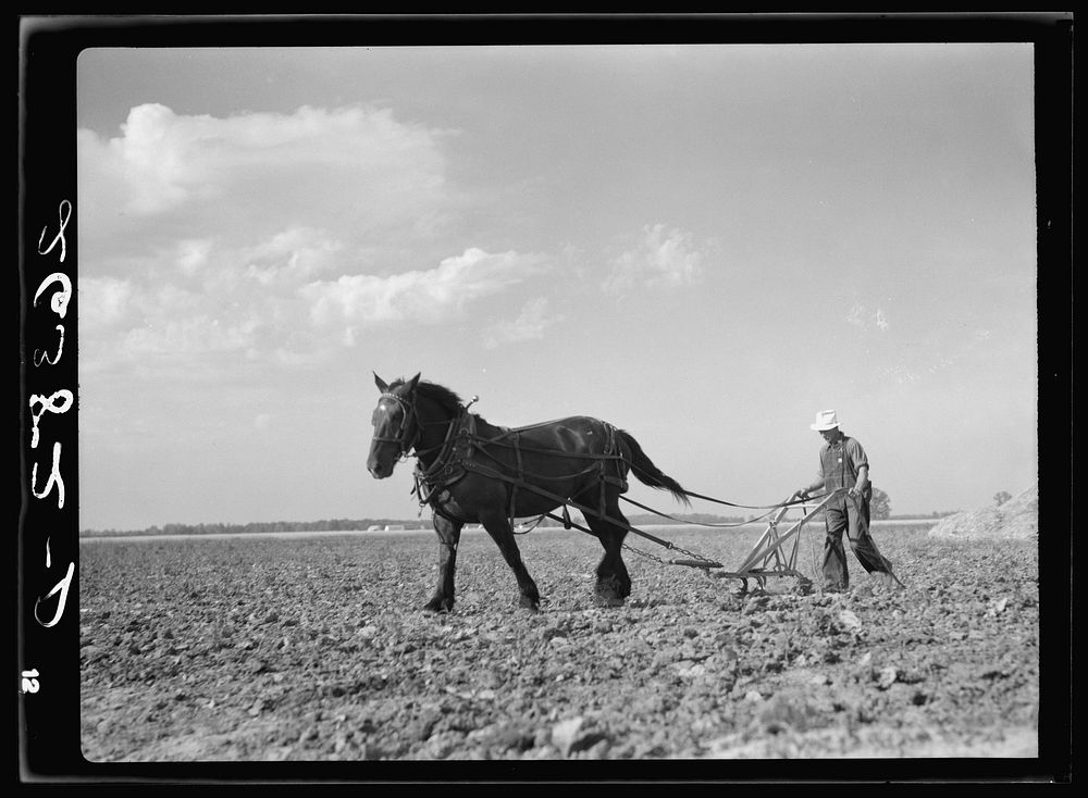 Cultivating corn. Wabash Farms, Indiana. Sourced from the Library of Congress.