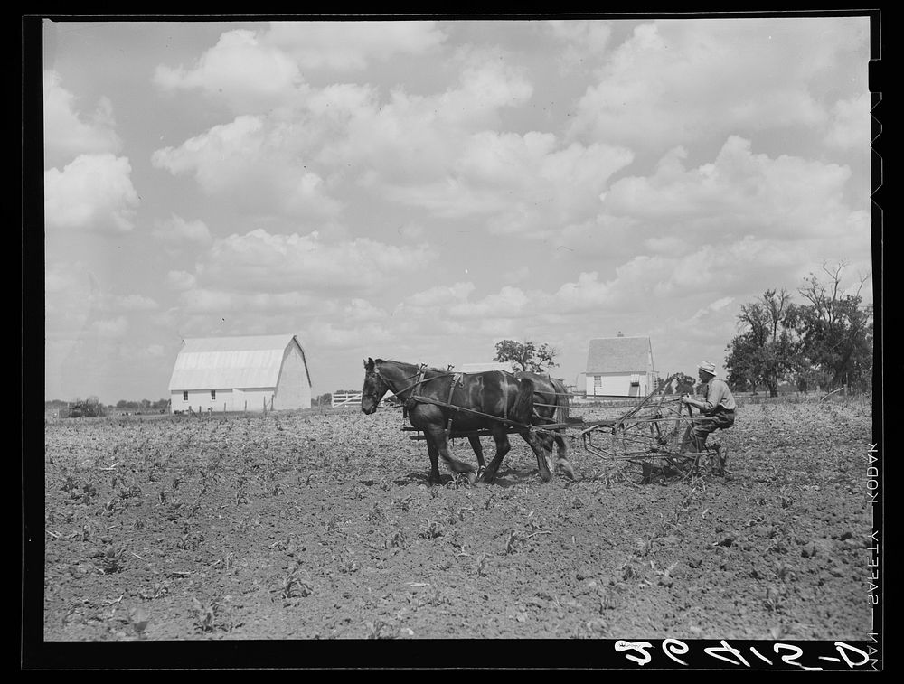 Cultivating corn field at Scioto Farms, Ohio. Sourced from the Library of Congress.