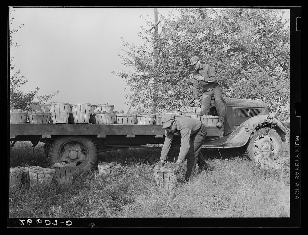 Loading apples on truck in orchard. Camden County, New Jersey. Sourced from the Library of Congress.