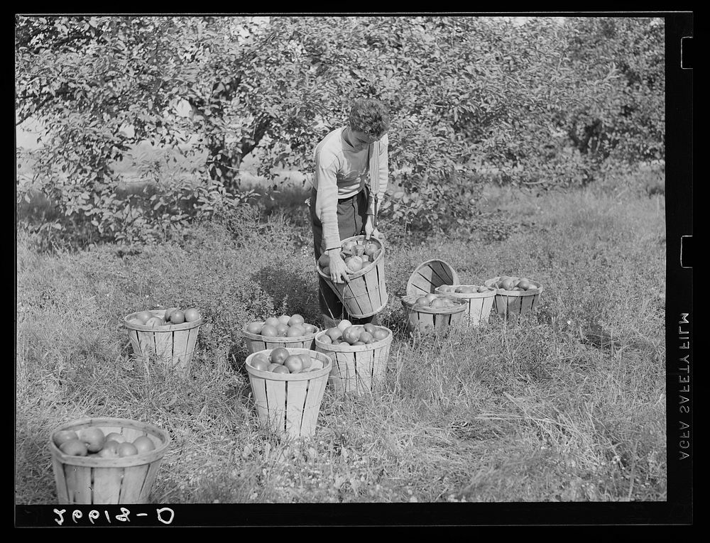 Apple picker. Camden County, New Jersey. Sourced from the Library of Congress.