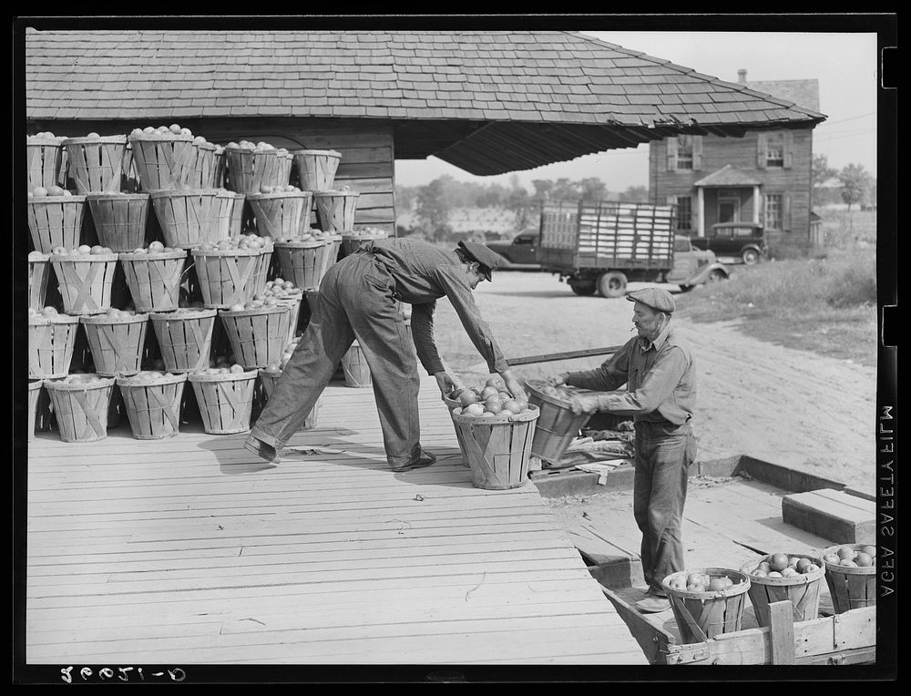 Unloading apples from orchard at packinghouse. Camden County, New Jersey. Sourced from the Library of Congress.