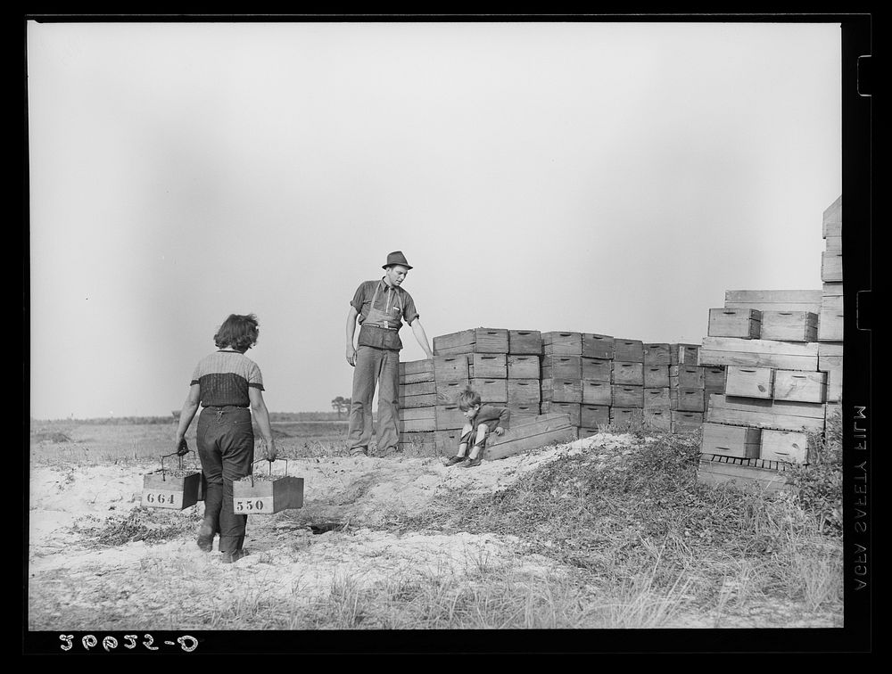 Checking station at cranberry bog. Burlington County, New Jersey. Sourced from the Library of Congress.