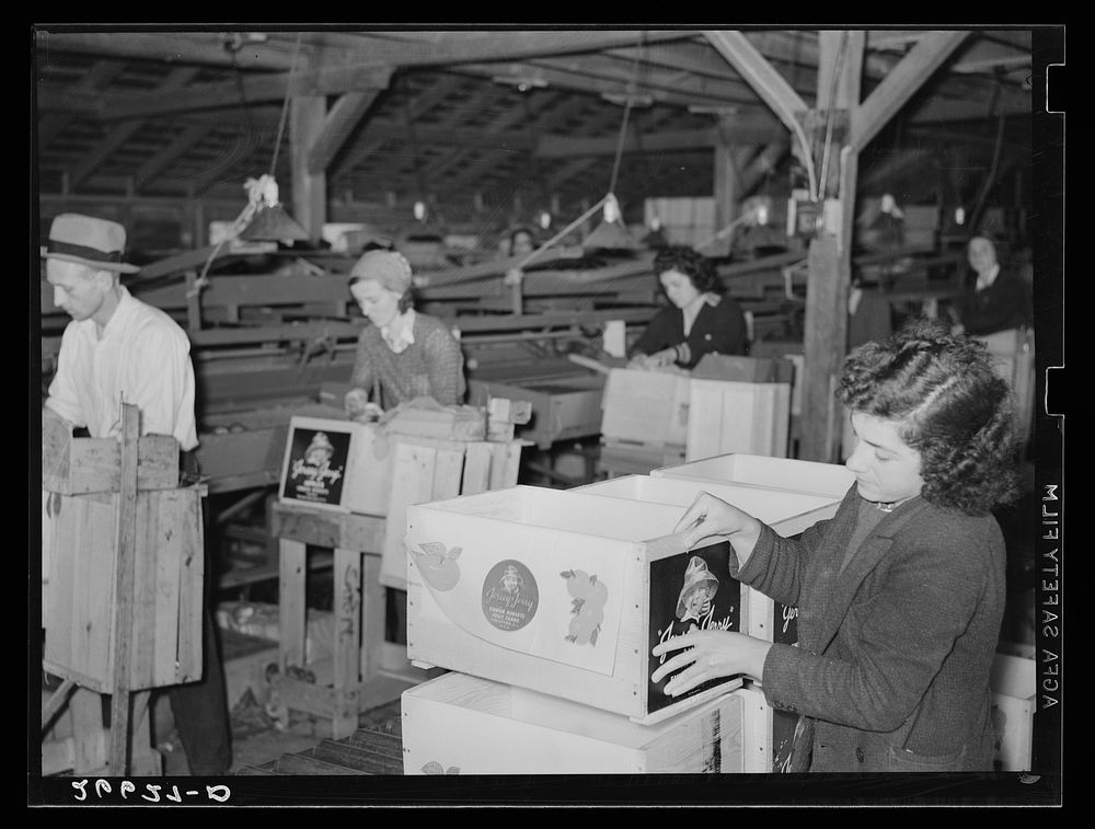 [Untitled photo, possibly related to: Packing apples on a large fruit farm. Camden County, New Jersey]. Sourced from the…