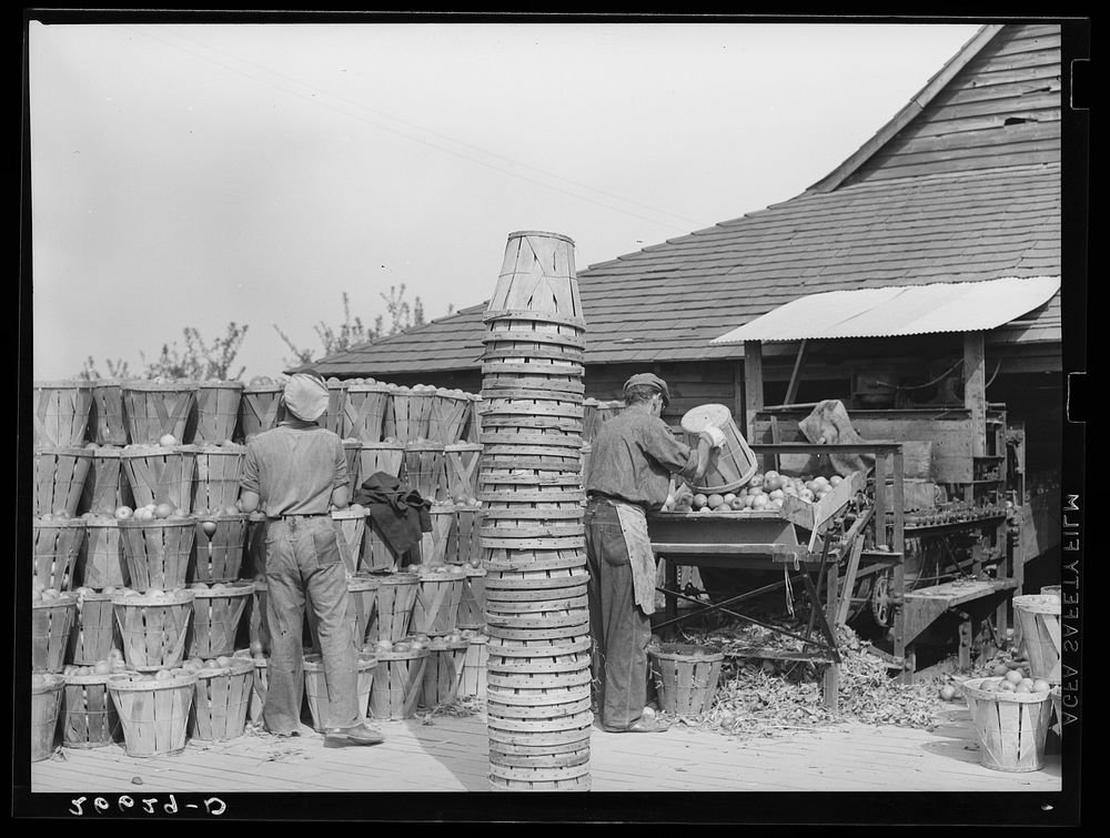 Apples at packinghouse. Camden County, New Jersey. Sourced from the Library of Congress.