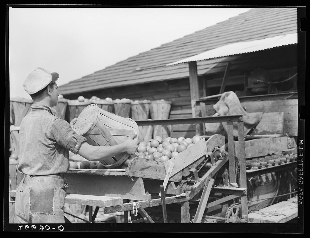 Starting a load of apples through the packinghouse. Camden County, New Jersey. Sourced from the Library of Congress.