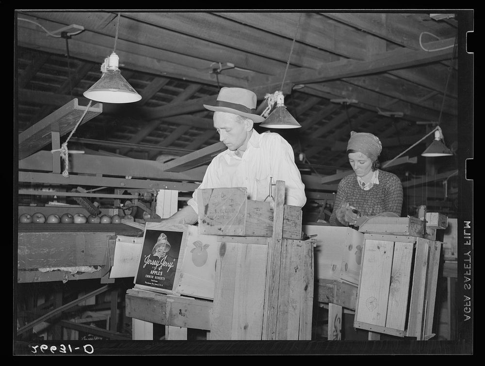 Packing apples on a large fruit farm. Camden County, New Jersey. Sourced from the Library of Congress.
