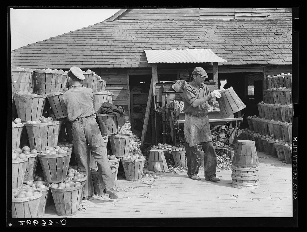 Workers at apple packinghouse. Camden County, New Jersey. Sourced from the Library of Congress.