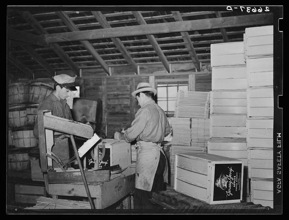 Nailing boxes packed with apples. Camden County, New Jersey. Sourced from the Library of Congress.
