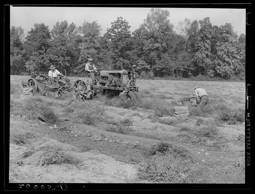 Mechnical potato digger. Monmouth County, New Jersey. Sourced from the Library of Congress.