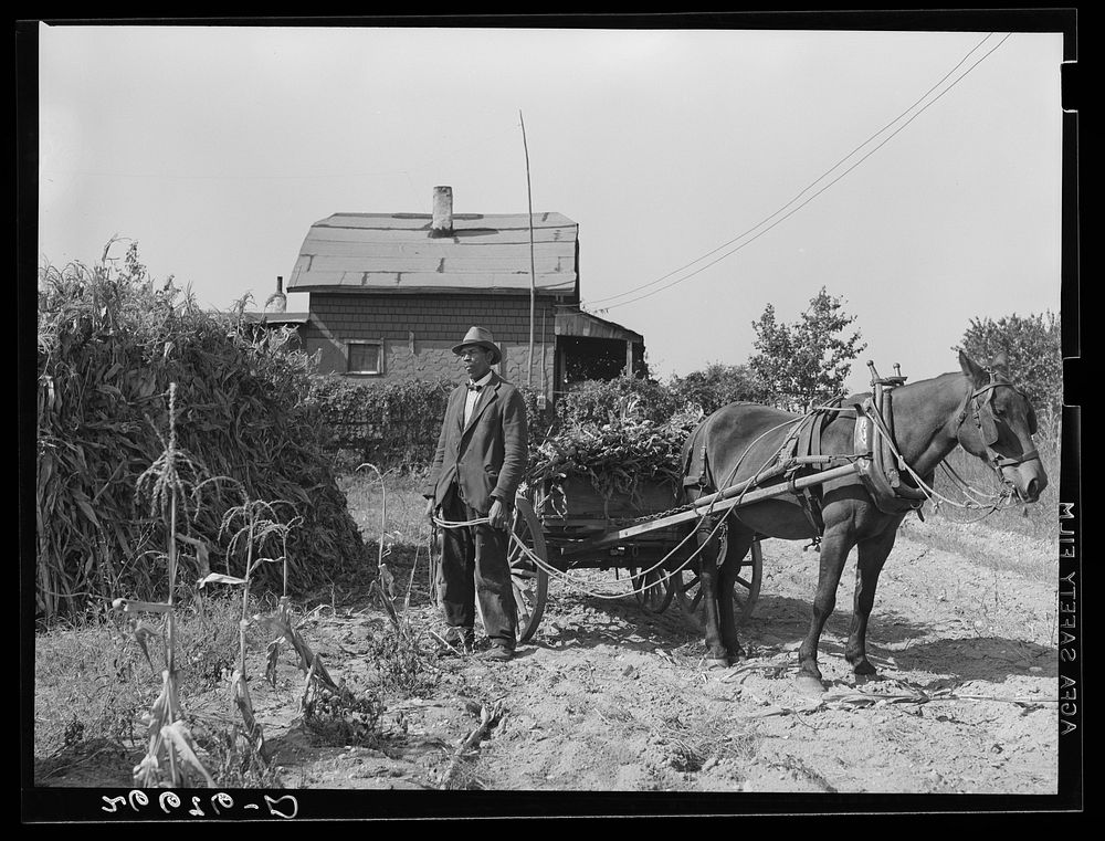 Vacant lots are used as gardens by farm workers living at "Eighty Acres." Glassboro, New Jersey. Sourced from the Library of…