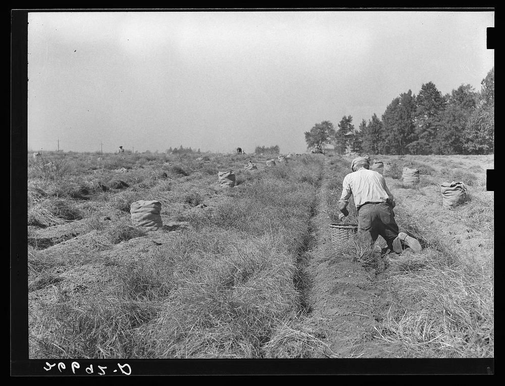 Potato field. Monmouth County, New Jersey. Sourced from the Library of Congress.