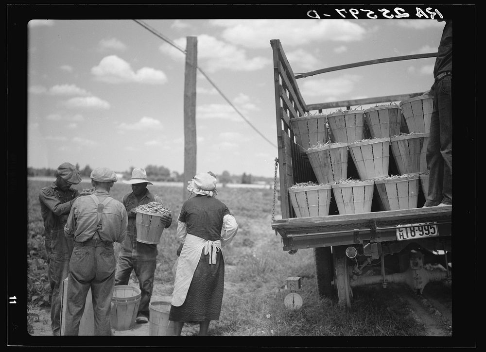 Loading a truck with string beans. Near Cambridge, Maryland. Sourced from the Library of Congress.