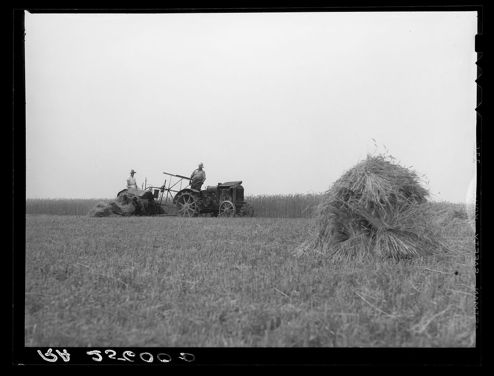 [Untitled photo, possibly related to: Harvesting wheat. Queen Anne County, Maryland]. Sourced from the Library of Congress.