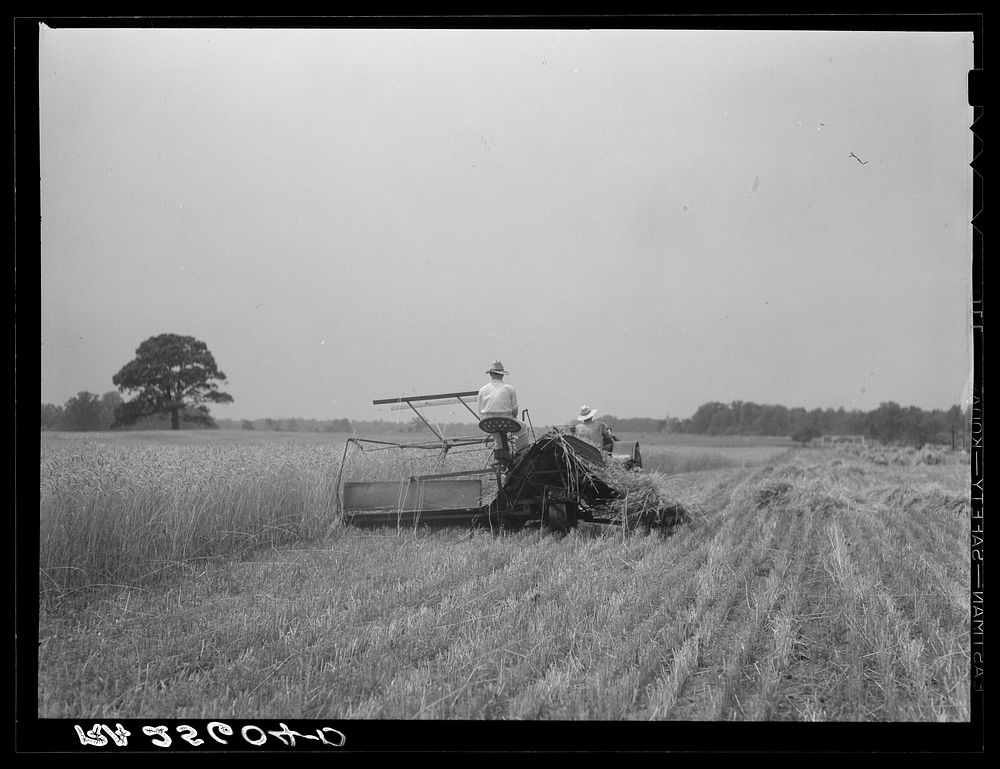 Harvesting wheat. Queen Anne County, Maryland. Sourced from the Library of Congress.