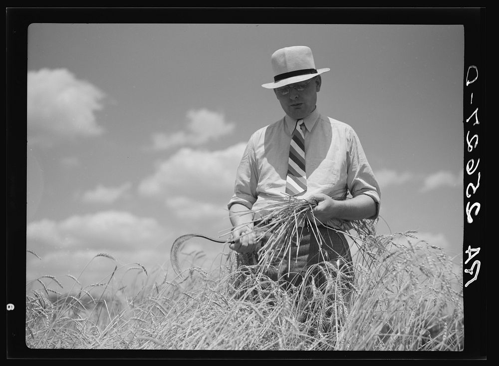 [Untitled photo, possibly related to: Wheat on the Eastern shore. Wicomico County, Maryland]. Sourced from the Library of…