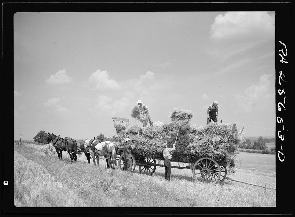 Loading wagon wheat threshing. Frederick | Free Photo - rawpixel