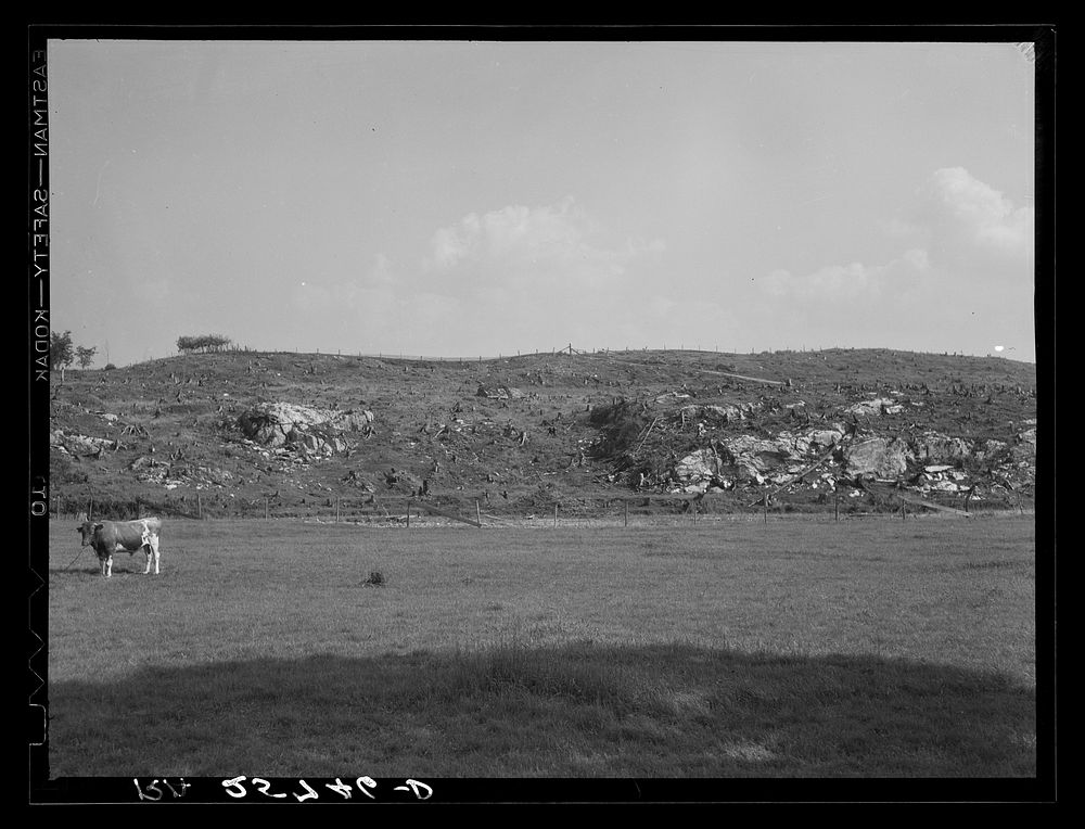 Cut-over land. Lamoille County, Vermont. Sourced from the Library of Congress.