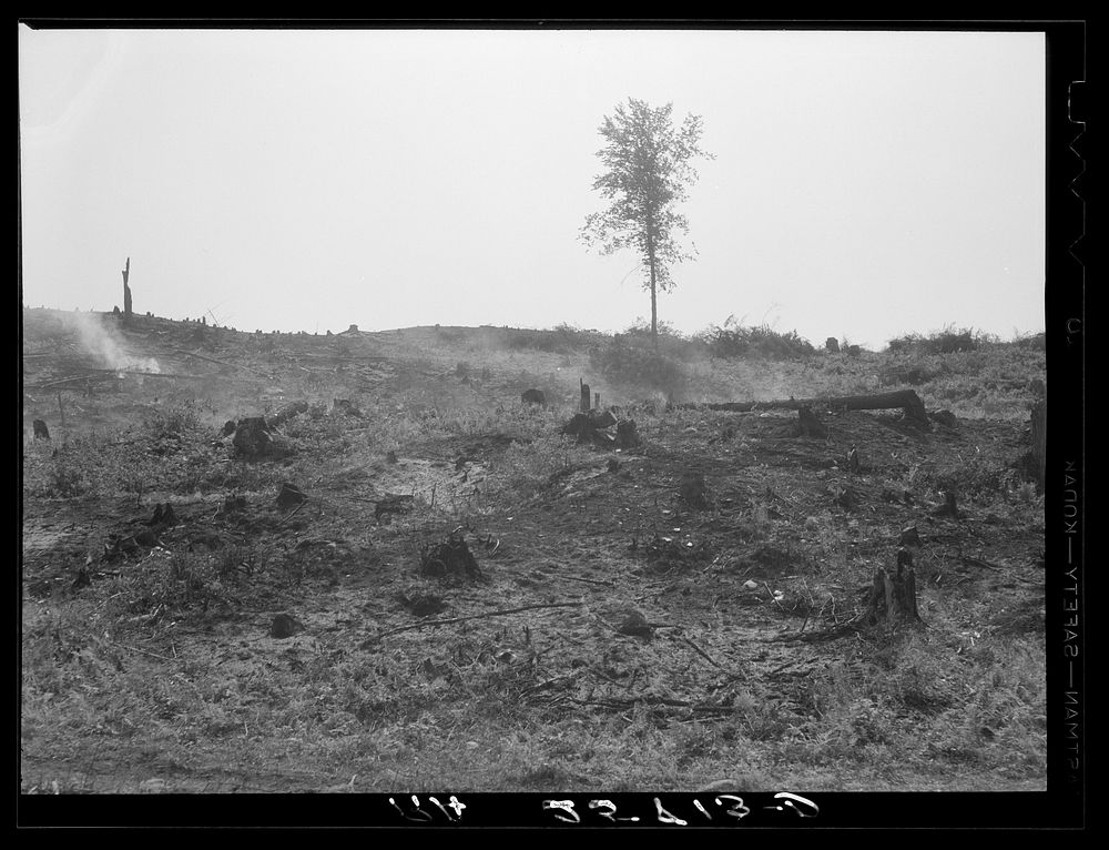 Cut-over land. Irasburg, Vermont. Sourced from the Library of Congress.