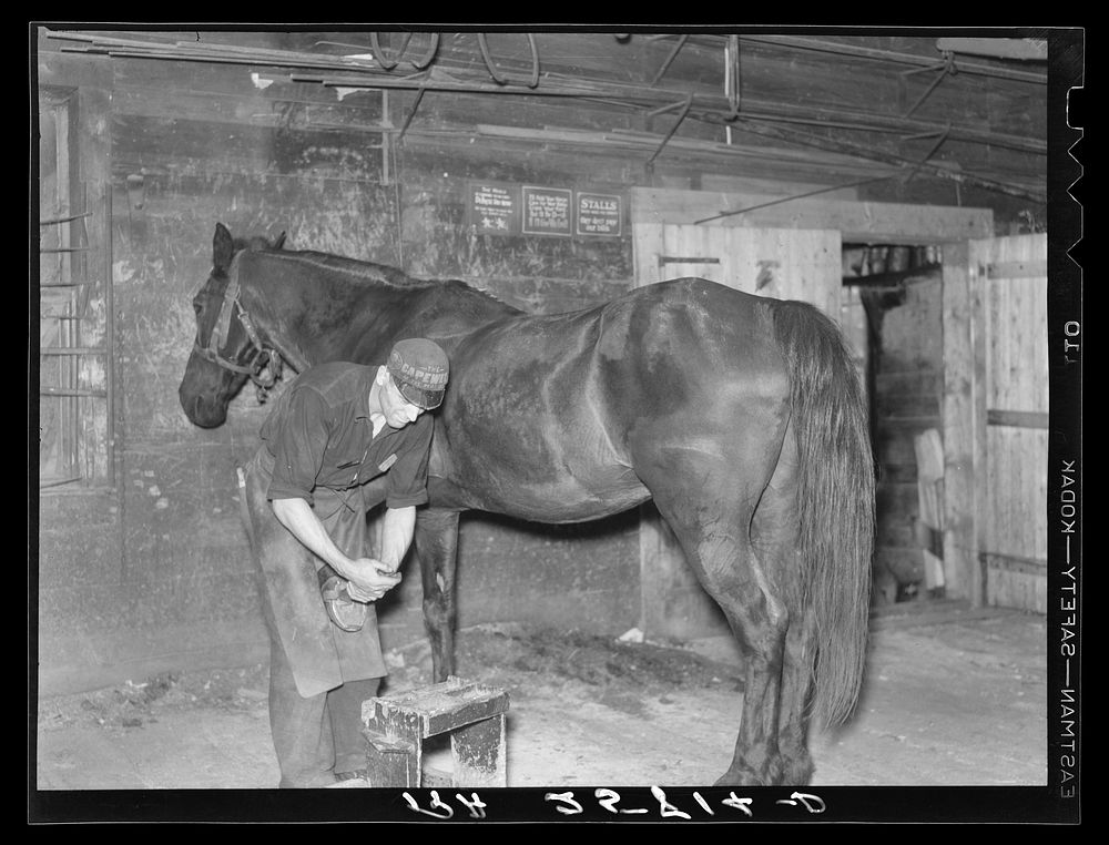 Blacksmith shoeing horse. Lowell, Vermont. Sourced from the Library of Congress.