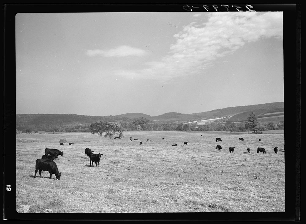 Herd of Angus beef cattle. Otsego County, New York. Sourced from the Library of Congress.