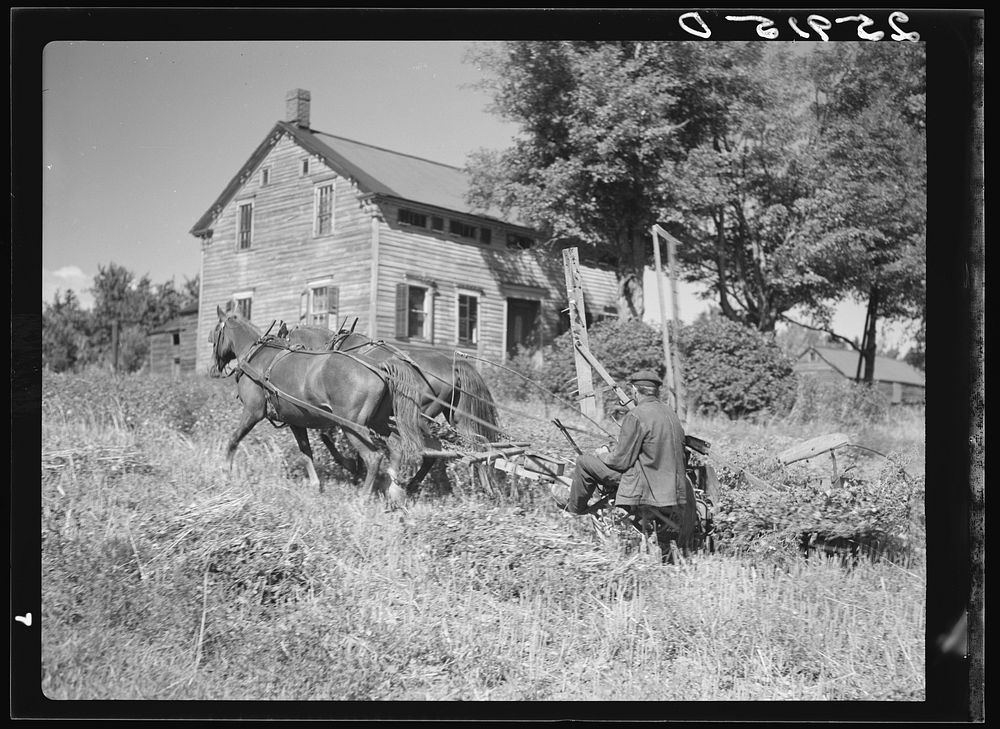 [Untitled photo, possibly related to: Ellery Shufelt cutting buckwheat. Land use project. Albany County, New York]. Sourced…