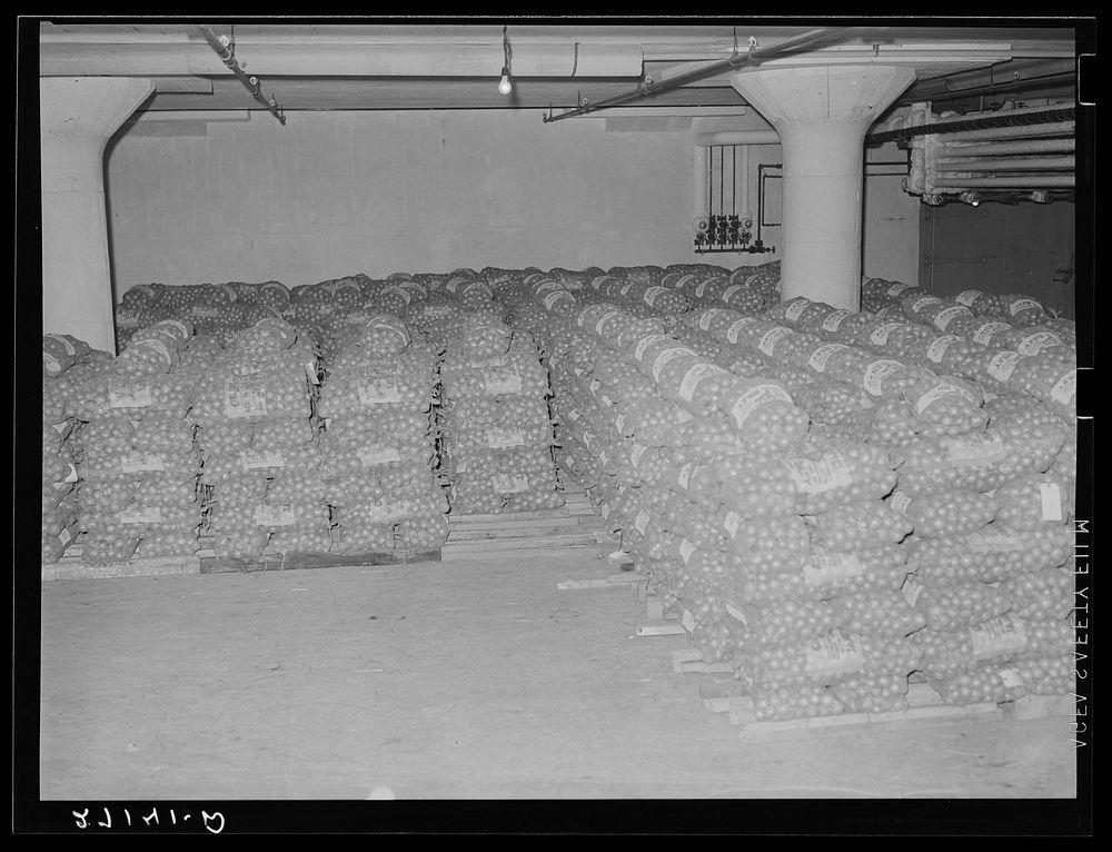 Cold storage warehouse onions. Jersey City, New Jersey. Onions are kept in "cooler room". Sourced from the Library of…