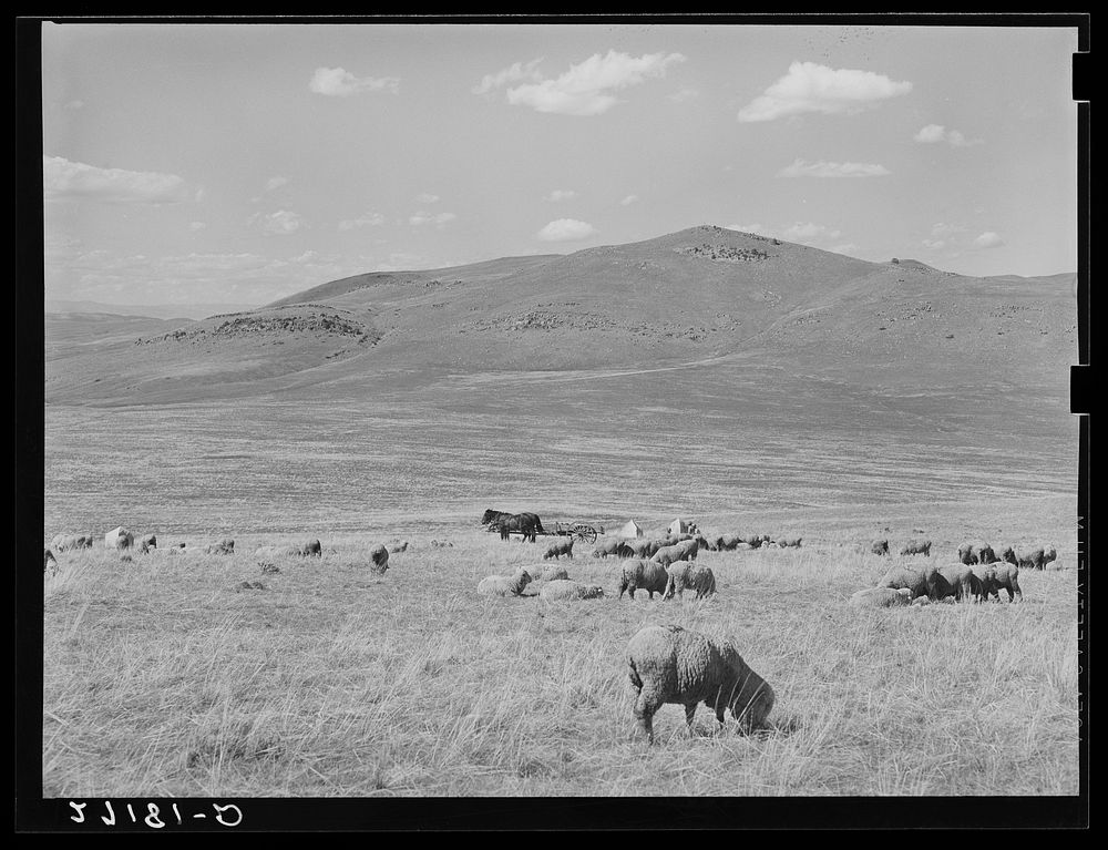 [Untitled photo, possibly related to: Sheepherders and lambing tents. Madison County, Montana]. Sourced from the Library of…