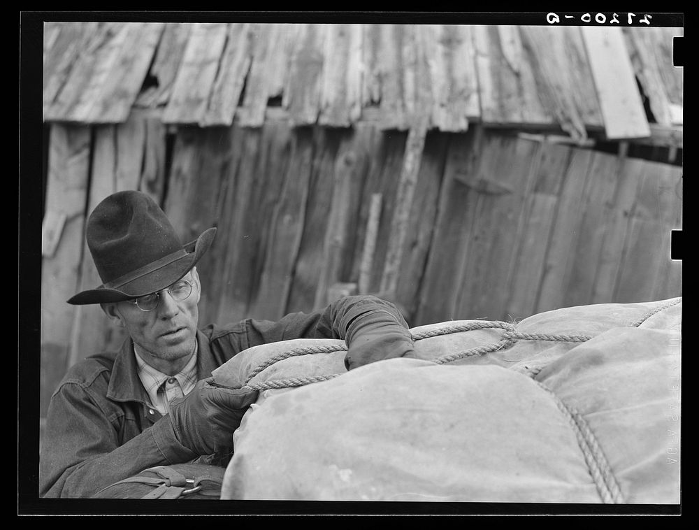Using a diamond hitch in packing a horse. Bozeman, Montana. Sourced from the Library of Congress.