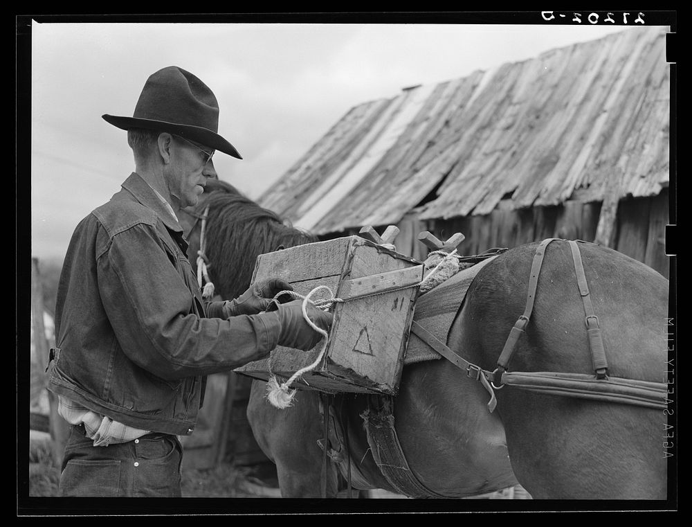 Packing a horse. Bozeman, Montana. Sourced from the Library of Congress.