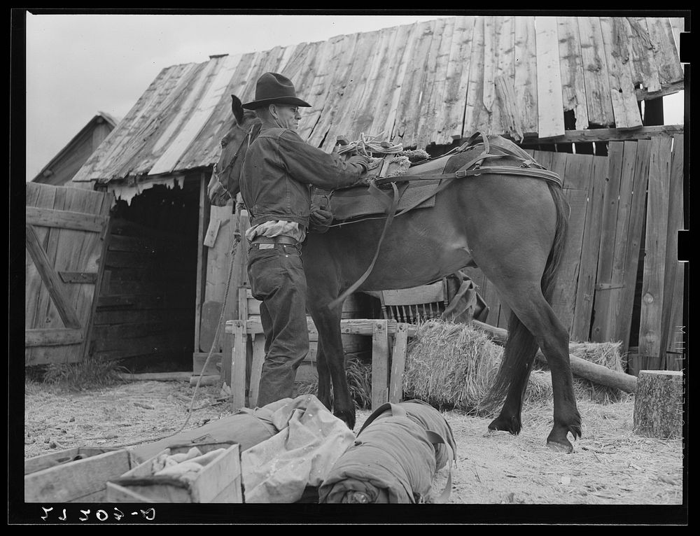 Packing a horse. Bozeman, Montana. Sourced from the Library of Congress.