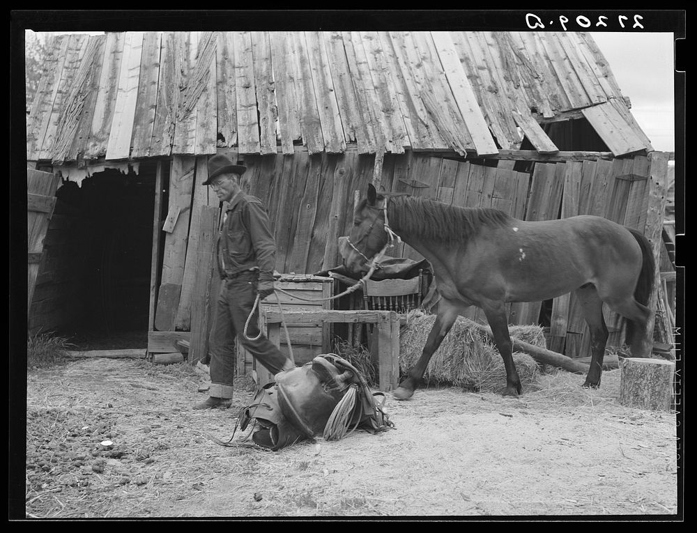 Walter Latta bringing horse in to be saddled. Bozeman, Montana. Sourced from the Library of Congress.