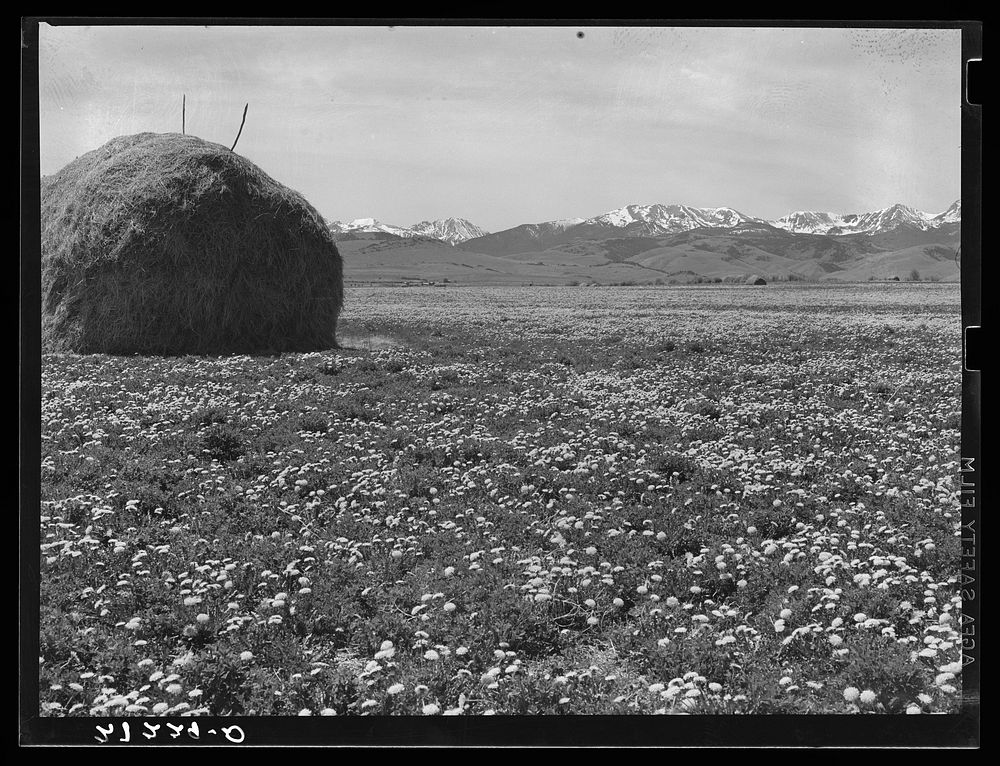 Mountain meadows. Madison County, Montana. Sourced from the Library of Congress.