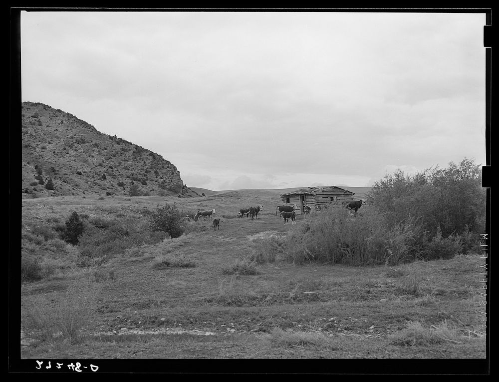 Cattle grazing on abandoned homestead. Madison County, Montana. Sourced from the Library of Congress.