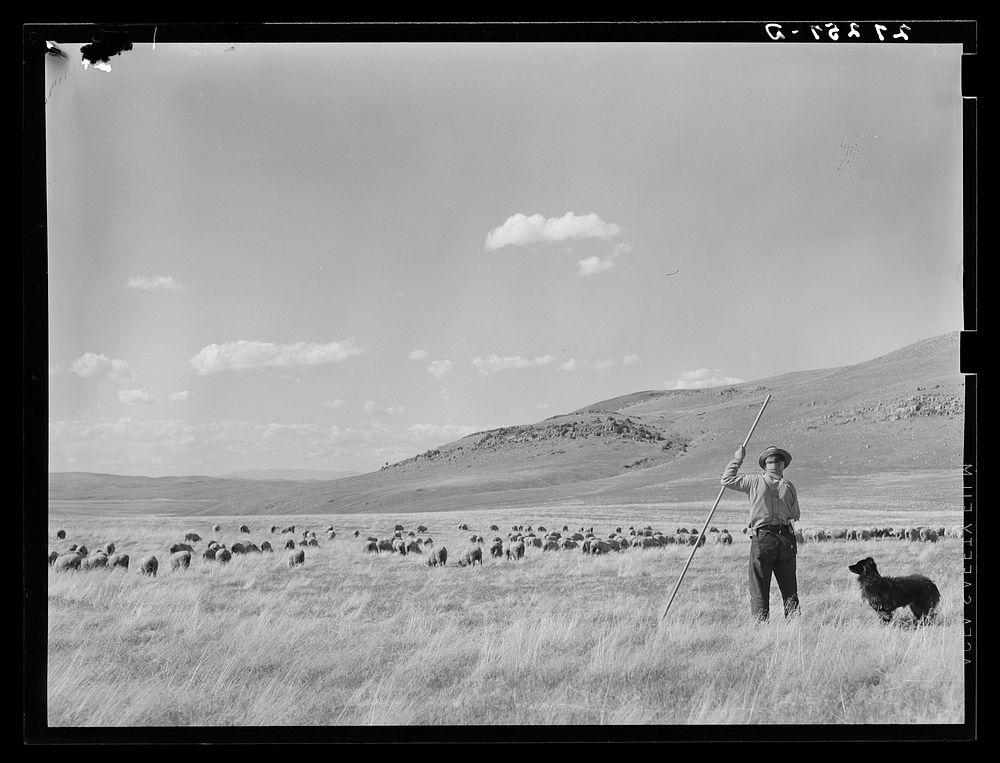 [Untitled photo, possibly related to: A sheepherder watching his flocks. Madison County, Montana]. Sourced from the Library…