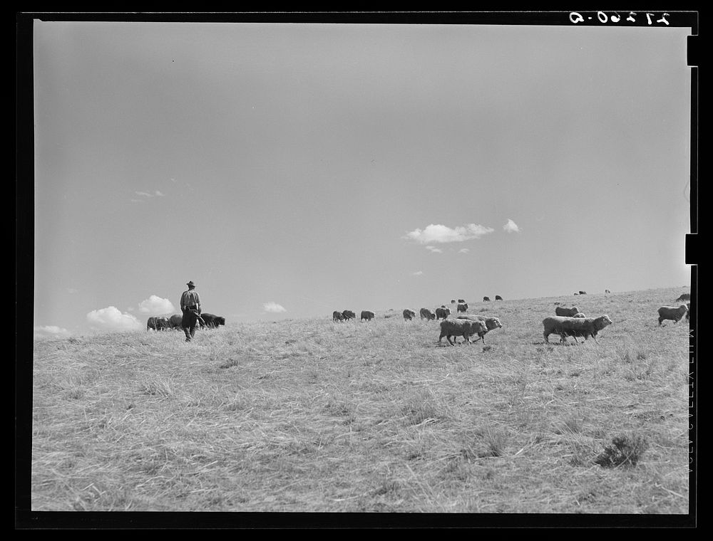[Untitled photo, possibly related to: A sheepherder watching his flocks. Madison County, Montana]. Sourced from the Library…