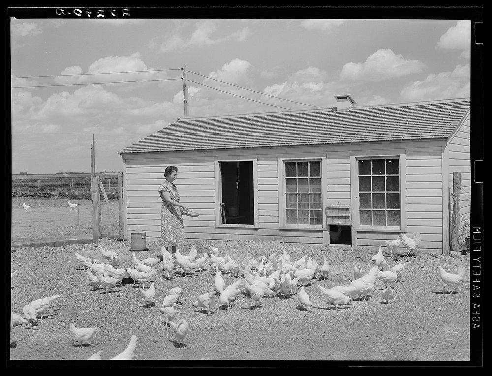 Farm wife feeding chickens at Fairfield Bench Farms, Montana. Sourced from the Library of Congress.