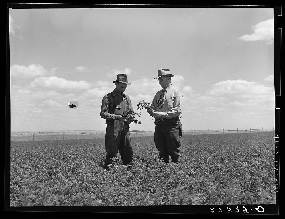Farmer and project manager looking over field of alfalfa. Fairfield Bench Farms, Montana. Sourced from the Library of…