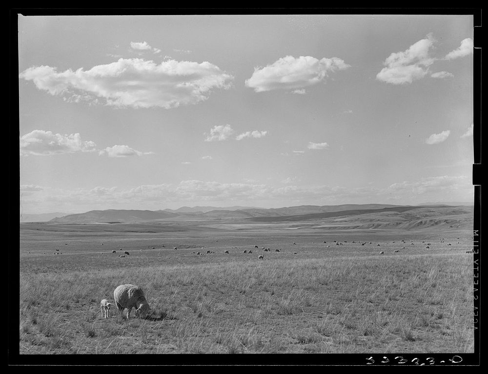 Sheep grazing. Madison County, Montana. Sourced from the Library of Congress.