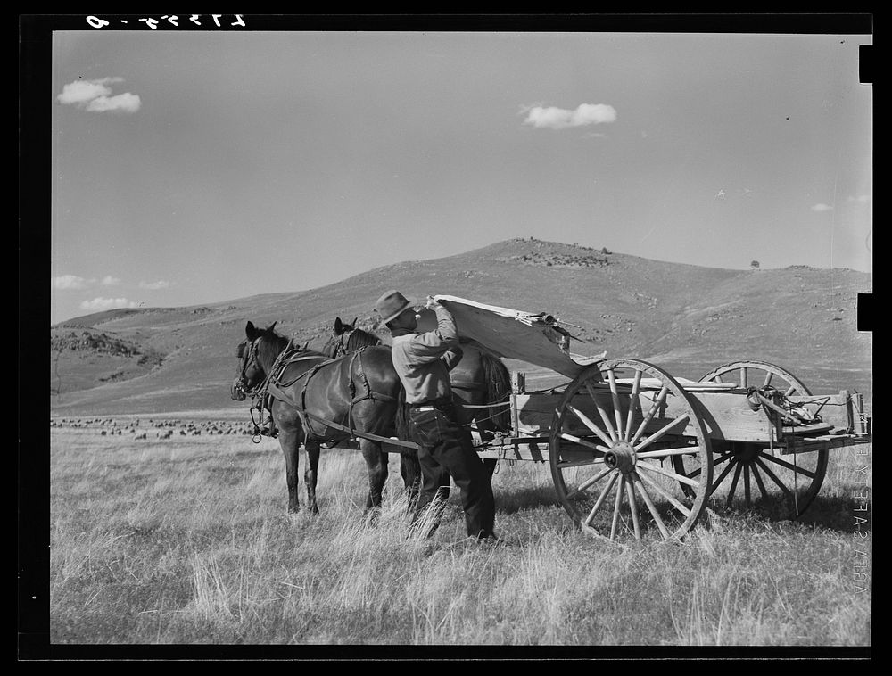 Shepherd removing lambing tent from wagon. Madison County, Montana. Sourced from the Library of Congress.
