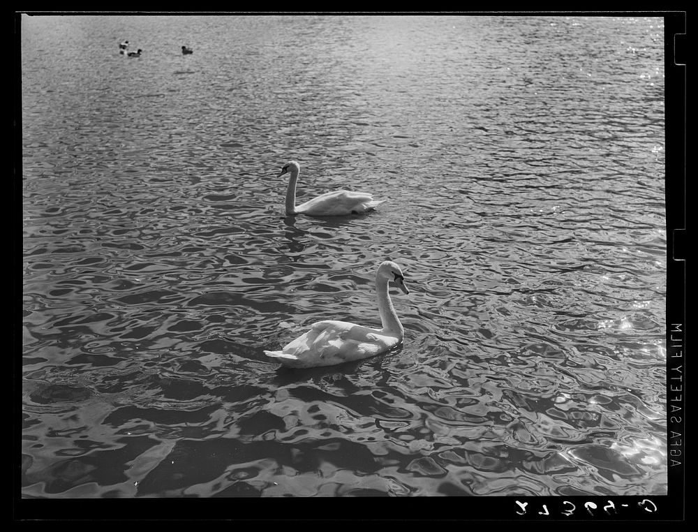 Swans at sunset. Great Falls, Montana. Sourced from the Library of Congress.