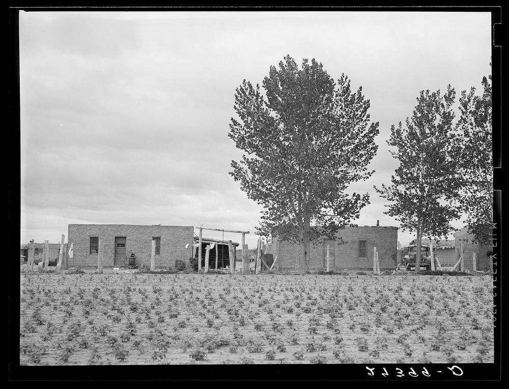Abode houses for sugar beet workers. Hysham, Montana. Sourced from the Library of Congress.