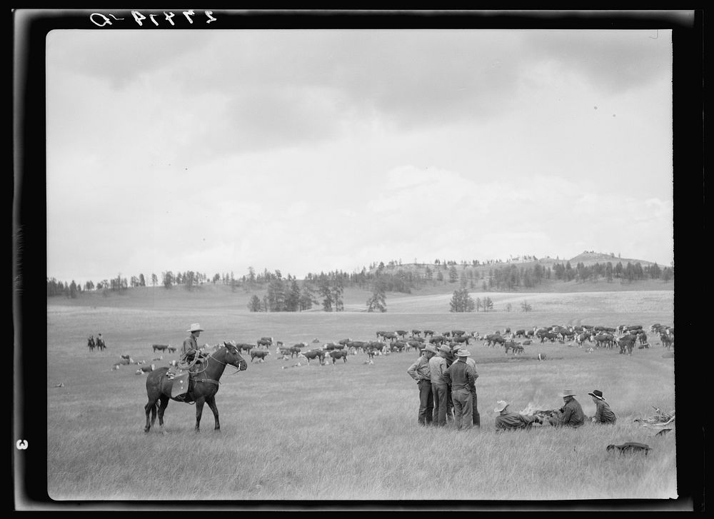 [Untitled photo, possibly related to: Roundup. Three Circle ranch. Custer Forest, Montana]. Sourced from the Library of…