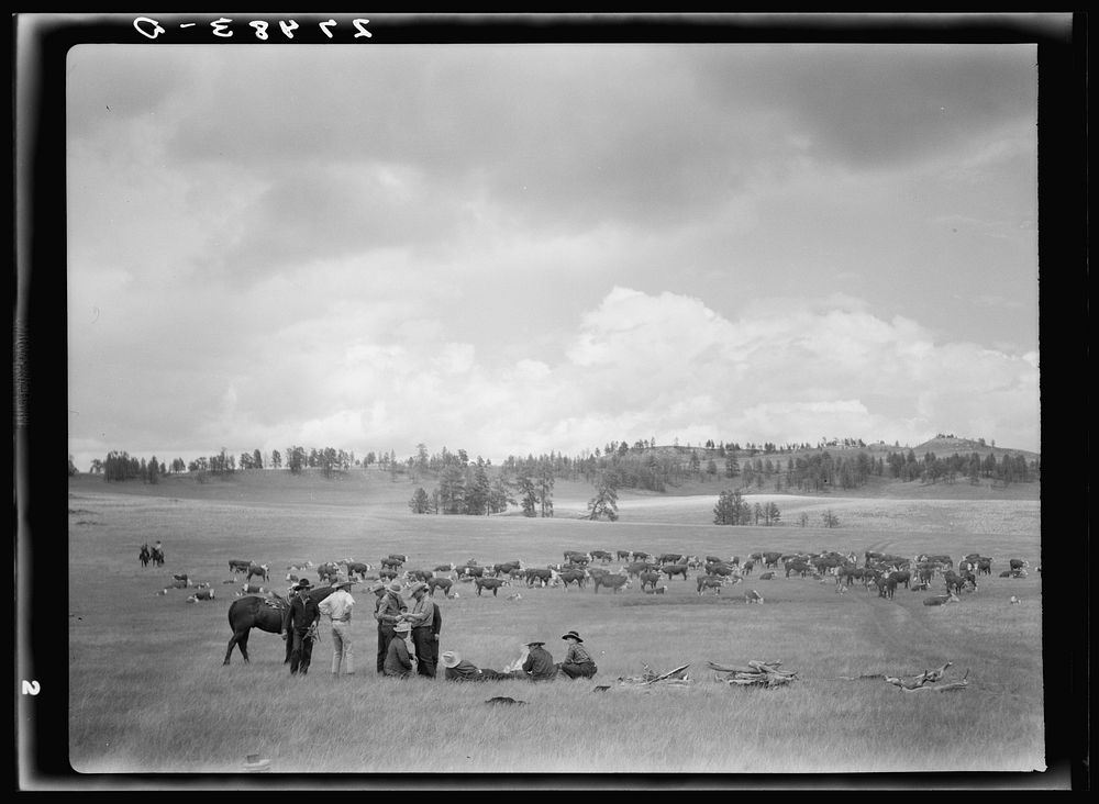 Roundup. Three Circle ranch. Custer Forest, Montana. Sourced from the Library of Congress.