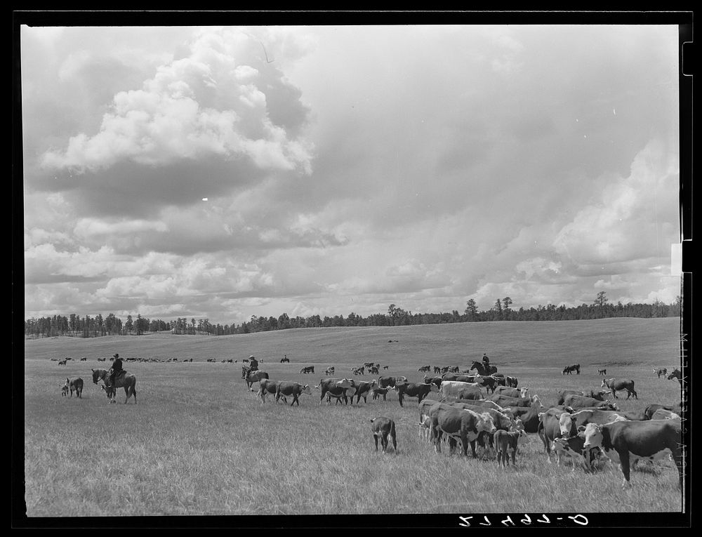 [Untitled photo, possibly related to: Cutting out a cow and calf from the herd. Three Circle Ranch roundup. Custer Forest…