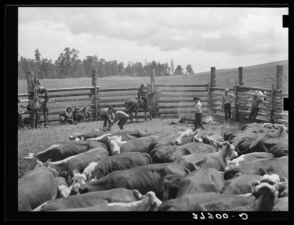 Branding in corral. Three Circle roundup. Montana. Sourced from the Library of Congress.