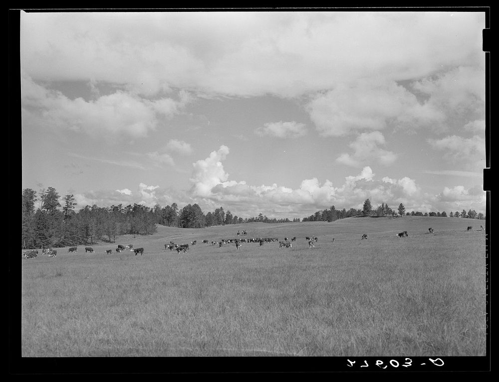 [Untitled photo, possibly related to: Driving cattle. Three Circle roundup. Custer National Forest, Montana]. Sourced from…
