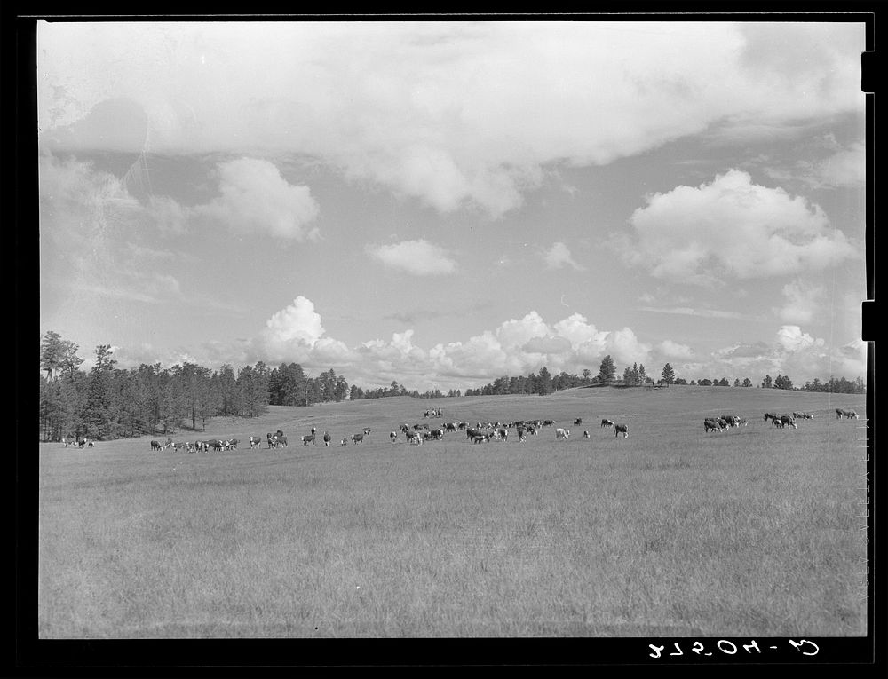 Driving cattle. Three Circle roundup. Custer National Forest, Montana. Sourced from the Library of Congress.