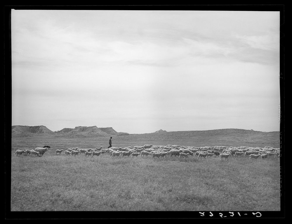 Sheepherder with flock. Rosebud County, Montana. Sourced from the Library of Congress.